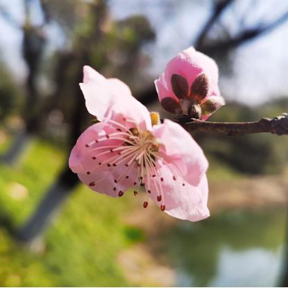 3月20日杭州天气(杭州天气3月25日到3月30日天气) 3月20日杭州天气(杭州天气3月25日到3月30日天气)
